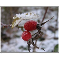 Wild Herb Rosehip Seed Oil - Cold Pressed, USDA and ISO 9001 Certified Organic Supplier 4 OZ