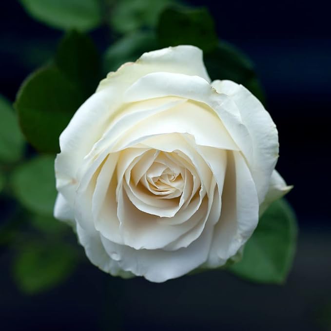 White Rose Water Hydrosol - Pure Natural Distilled Bulgarian Rosewater Vegan Bulk Hydrating Spray Mist Spritz Toner Face Hair Skin Pores Locs Dreads - Packaging May Vary (128 oz / 1 Gallon)