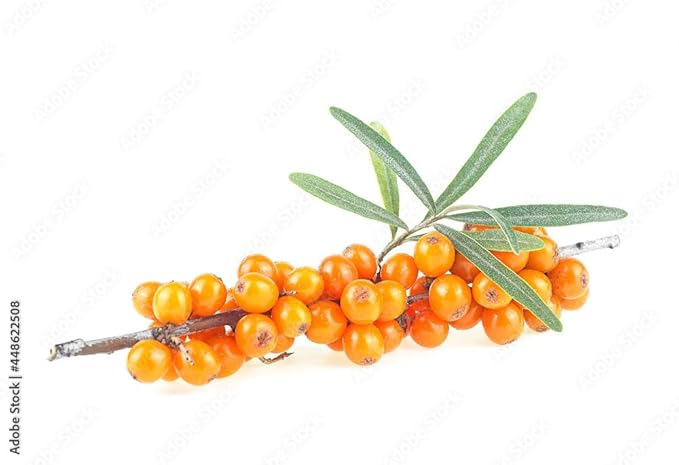 Organic Sea Buckthorn Oil | 4 FL OZ (120 ML) | CO2 Extract | Premium Omega 3-6-9 Complex | Skin Barrier Support | Promotes Cell Membrane | Dropper in Glass Bottle | Made In Germany
