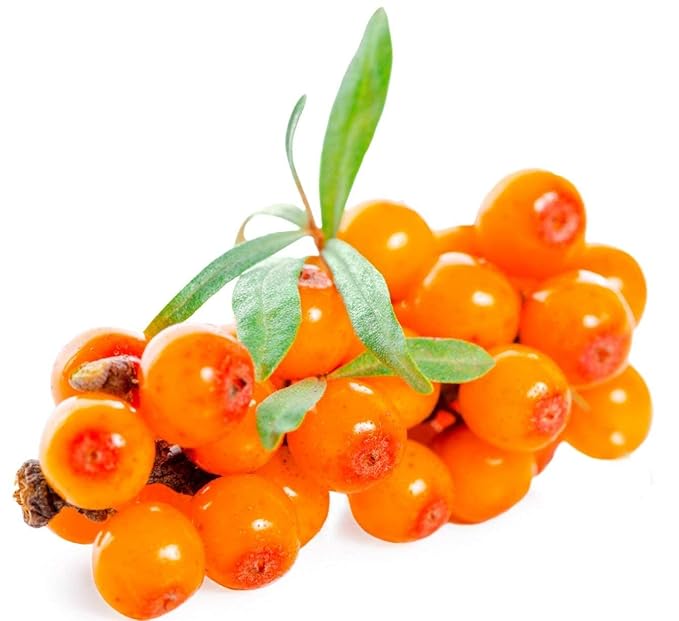 Sea Buckthorn Balm Eczema, Psoriasis Salve dry or cracked skin, Sun burn, Sun Damage Spots, Brown Spots on face, Safe for baby child rash, 2 oz tin, handmade USA, Cold Pressed Organic Vegan