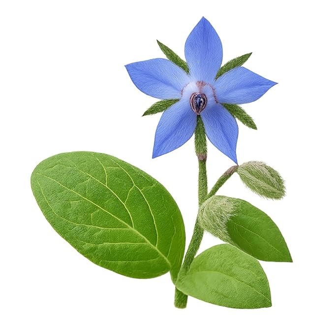 Unrefined Organic Virgin Cold-Pressed, Botanical Moisturizing Oil, Rich in Antioxidants, For all Skin Type, Multi-use for Face, Hair, Nails (Borage oil)
