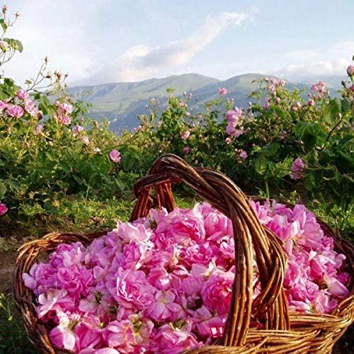 Bulgarian Rose Moisturizing Tonic with Natural Rose Oil, Rose Water Hydrating Toner, Facial Skin Moisturizer Hydrating Natural Cleanser