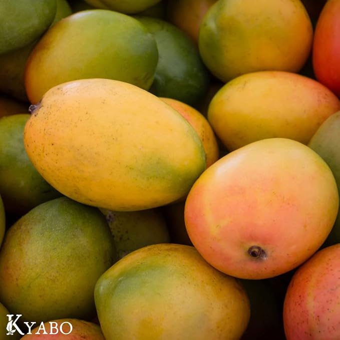 Kyabo 100% Pure Mango Butter, Raw, Organic, & Unrefined, Chemical-Free, Natural Skin Moisturizer, Great for DIY Body Butters, Lip Balm, Sun tanning Soaps, & Lotions (5 lb)