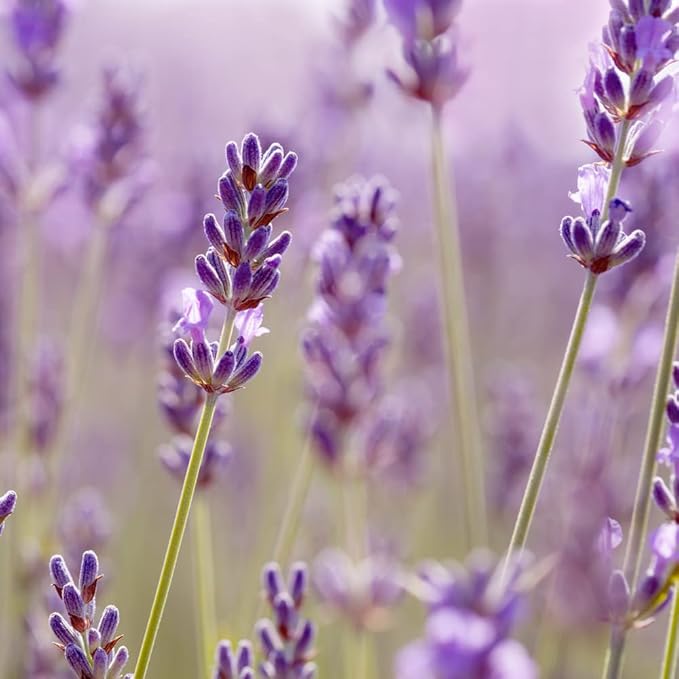 Lavender Organic Sugar Scrub for Glowing, Smooth, and Healthy Skin, Hypoallergenic, All-Natural, Plant-Derived, Made in USA by DAYSPA Body Basics