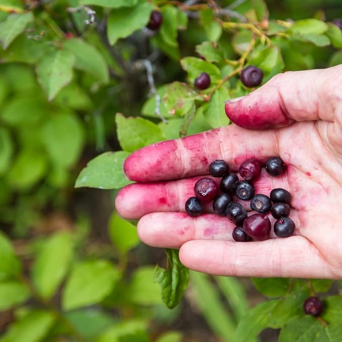 Huckleberry Organic Sugar Scrub for Glowing, Smooth, and Healthy Skin, Hypoallergenic, All-Natural, Plant-Derived, Made in USA by DAYSPA Body Basics