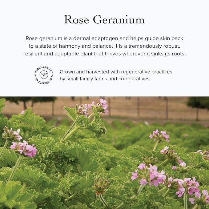 evanhealy Rose Vetiver Moisturizer | Facial Cream for All Skin Types - Lightweight Formula Packed with Antioxidants - Balancing for All Skin Types