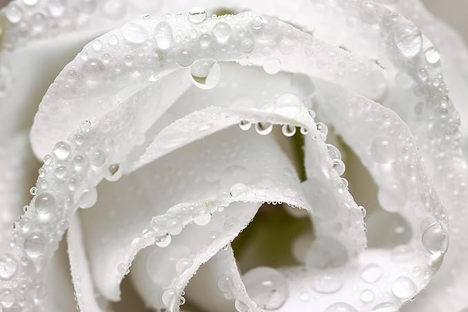 White Rose Water Hydrosol - Pure Natural Distilled Bulgarian Rosewater Vegan Bulk Hydrating Spray Mist Spritz Toner Face Hair Skin Pores Locs Dreads - Packaging May Vary (128 oz / 1 Gallon)