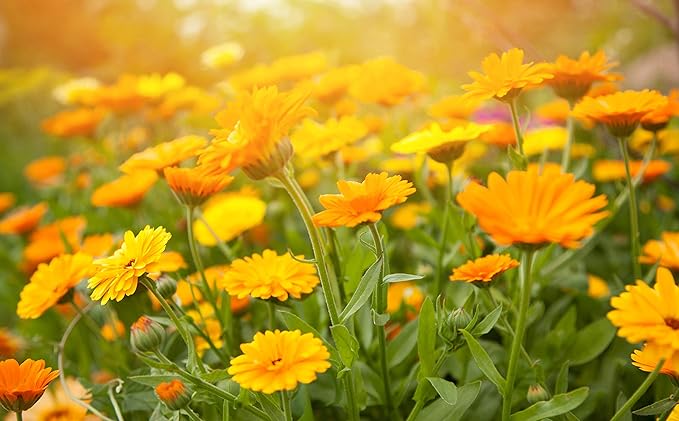 Ora's Amazing Herbal Ultra Healing Body Butter, Intensive Unscented Moisturizer For Dry Skin, Fragrance Free Skin Cream, 1 oz