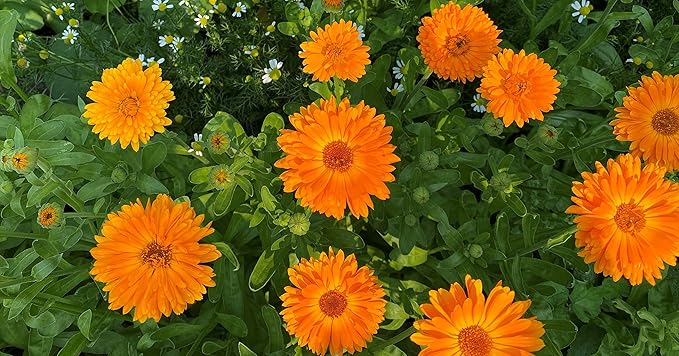 FLORA Organic Calendula & Chamomile Infused in Organic Sweet Almond Oil 100% Pure & Natural Moisturizer for Dry Skin. Revitalize & Protect. 1.7fl oz. Made in Canada