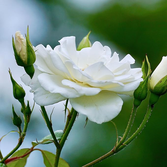 Essences Bulgaria | Organic White Rose Floral Water 8.5 Fl Oz | 250ml | Rosa alba | 100% Pure and Natural | Anti-Age Refreshing Beauty Mist | Alcohol-Free | Makeup Remover | Hydrating | Vegan